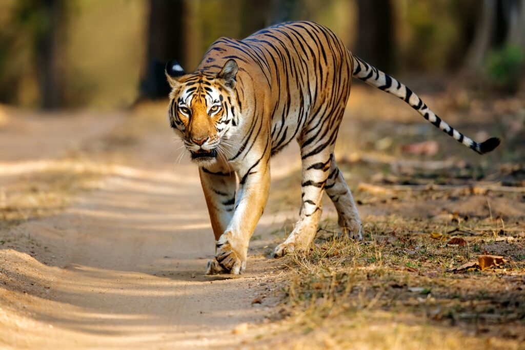 Kanha National Park